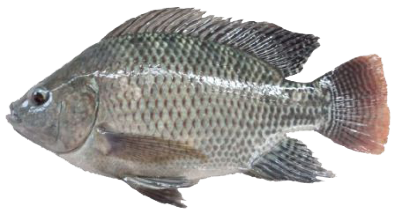 Ikan Nila Besar